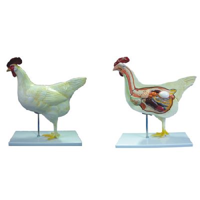  EP-1343 Chicken Model(5 parts)