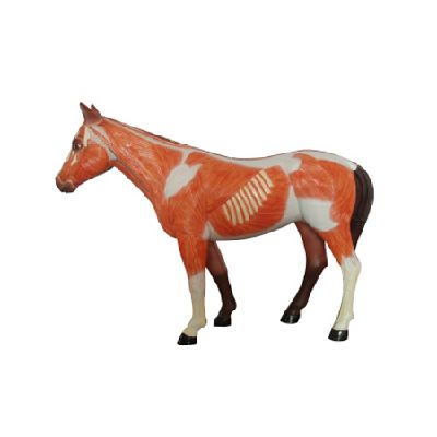 EP-1345 Horse Model 