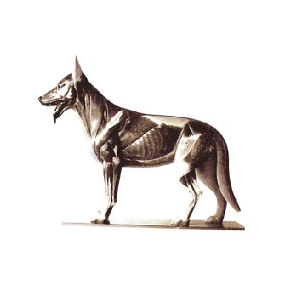 EP-1349 Dog Model 