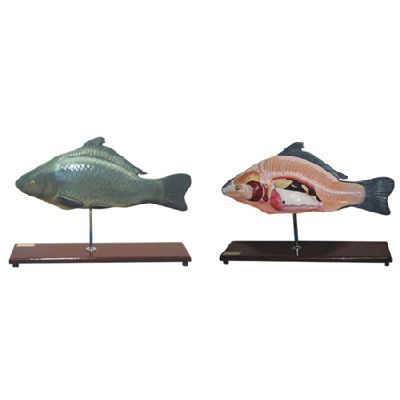 EP-1354 Fish Model 