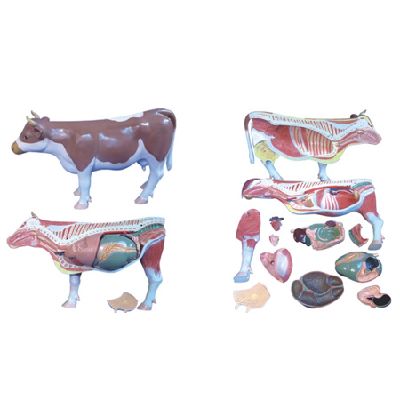 EP-1356 Cattle Model (18 parts)