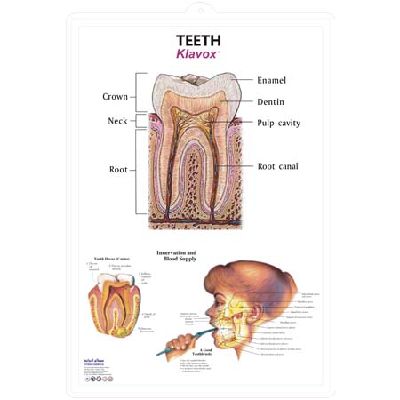 	EP-1272 Teeth 3D Chart