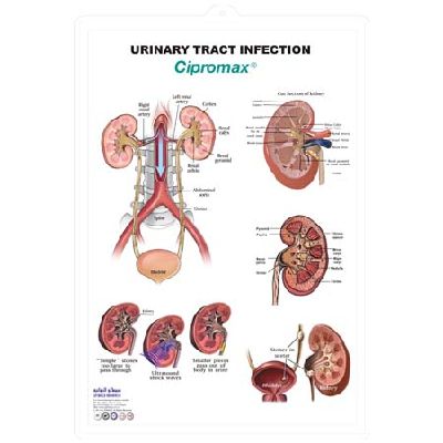 EP-1271 Urinary System 3D Chart