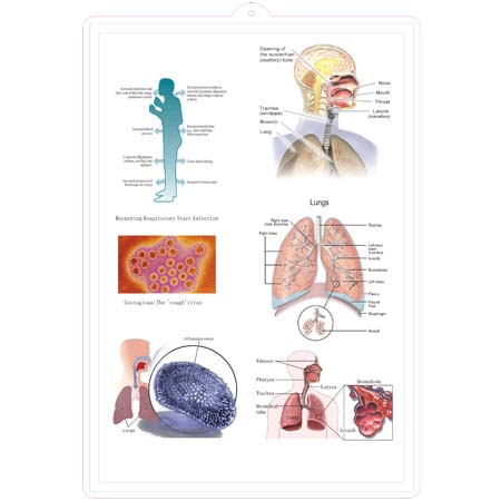 EP-1269 Respiratory System 3D Chart
