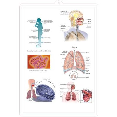 EP-1269 Respiratory System 3D Chart