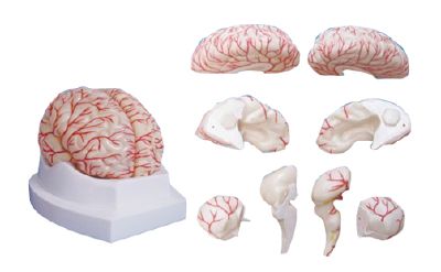 EP-288 Brain Model