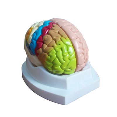 EP-448 Brain Model