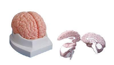 EP-667 Brain Model