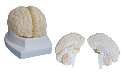 	EP-668 Brain Model