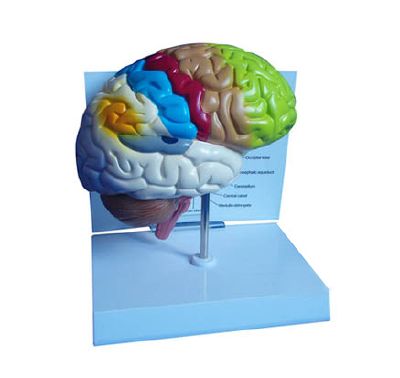 EP-1067 Brain Model