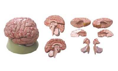 EP-1069 Brain Model