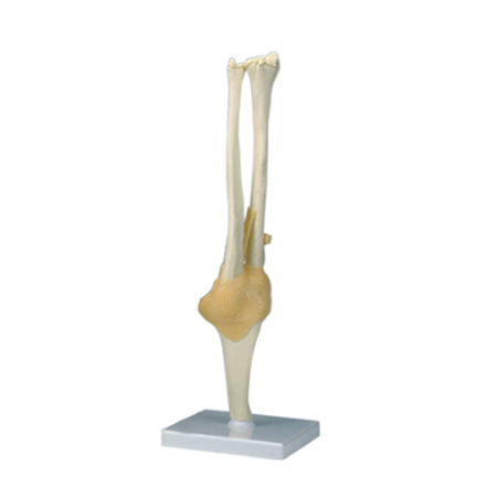 EP-1363 Elbow Joint Model