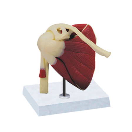 EP-1366 Shoulder Joint with muscles & ligaments Model