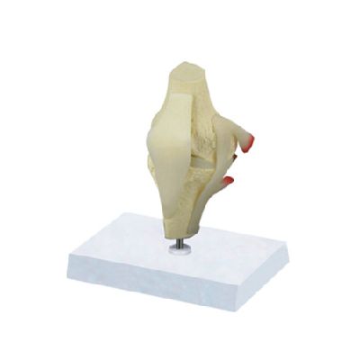 EP-1380 Knee Joint with ligaments Model