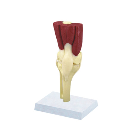 EP-1373 Human Knee joint with muscles&ligament Model