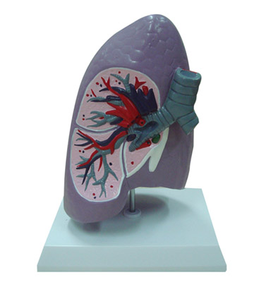 EP-880 Lung Model