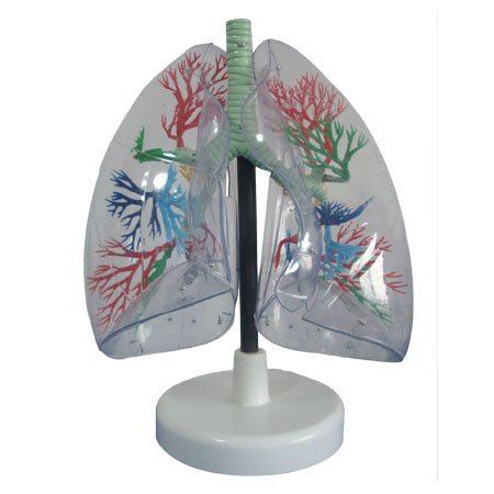 EP-290 Transparent Lung Model