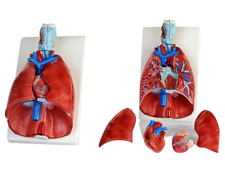 EP-281 Larynx,heart and lung model