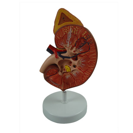 EP-1480 Kidney Model