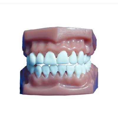 EP-1199 Teeth model