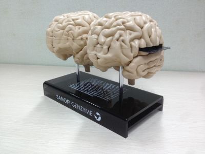 Brain model 