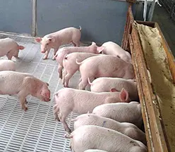 实际温度与体感温度