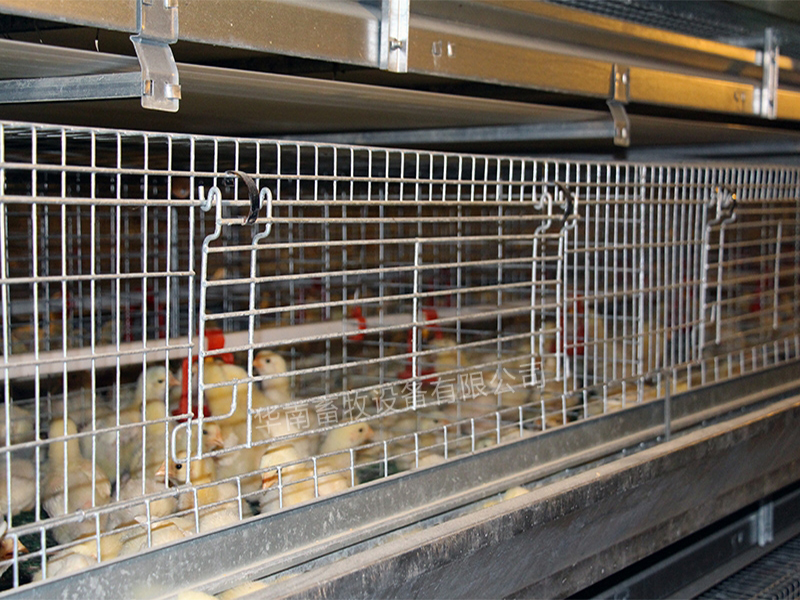 Broiler cage equipment (2)