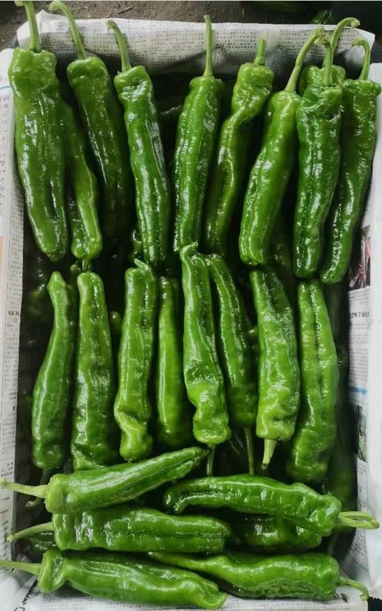 Pickled Green Pepper